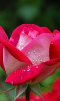 garden-rose-red-pink-56866-56866.jpg