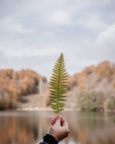 leaf